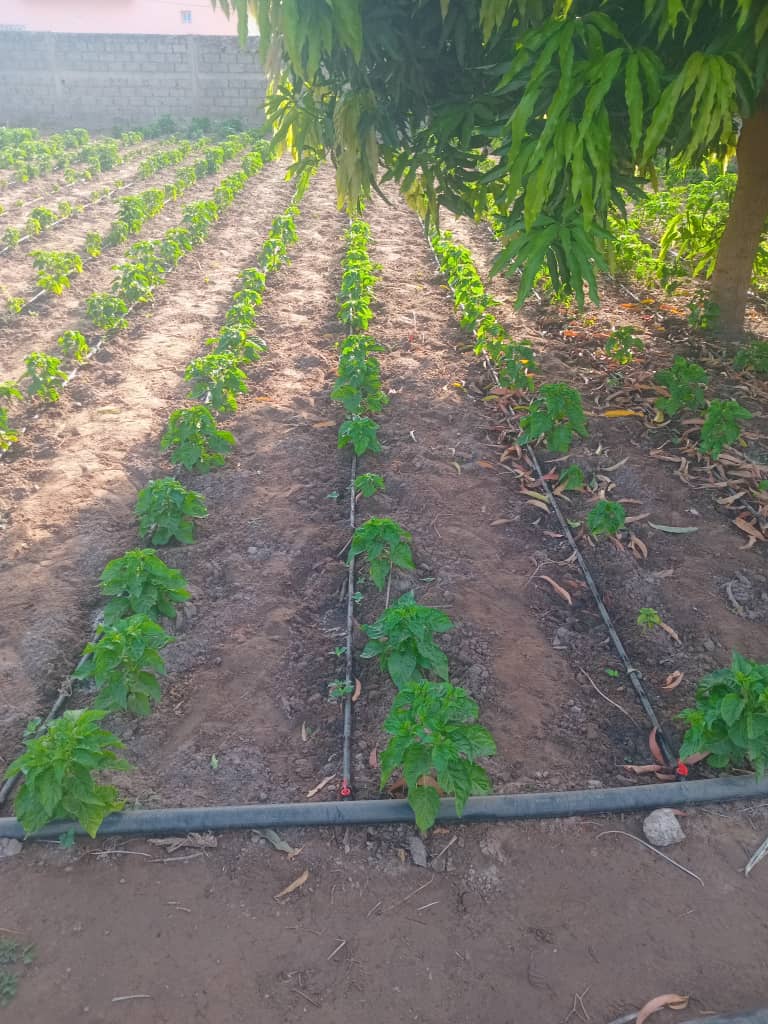 img waarwi agro 01