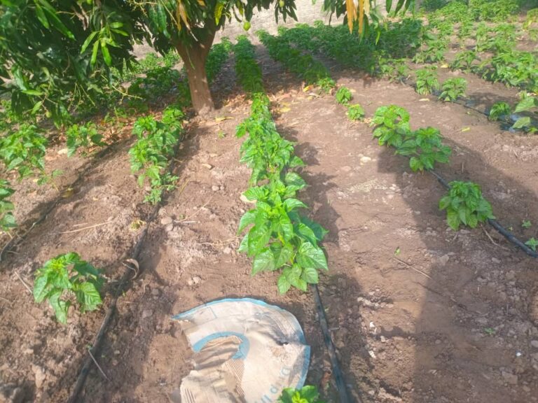 img waarwi agro 02