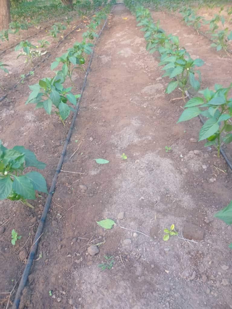 img waarwi agro 03