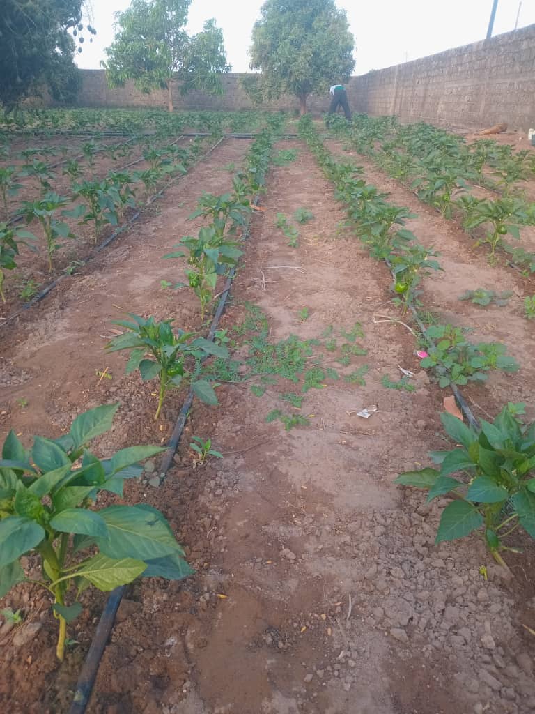 img waarwi agro 04