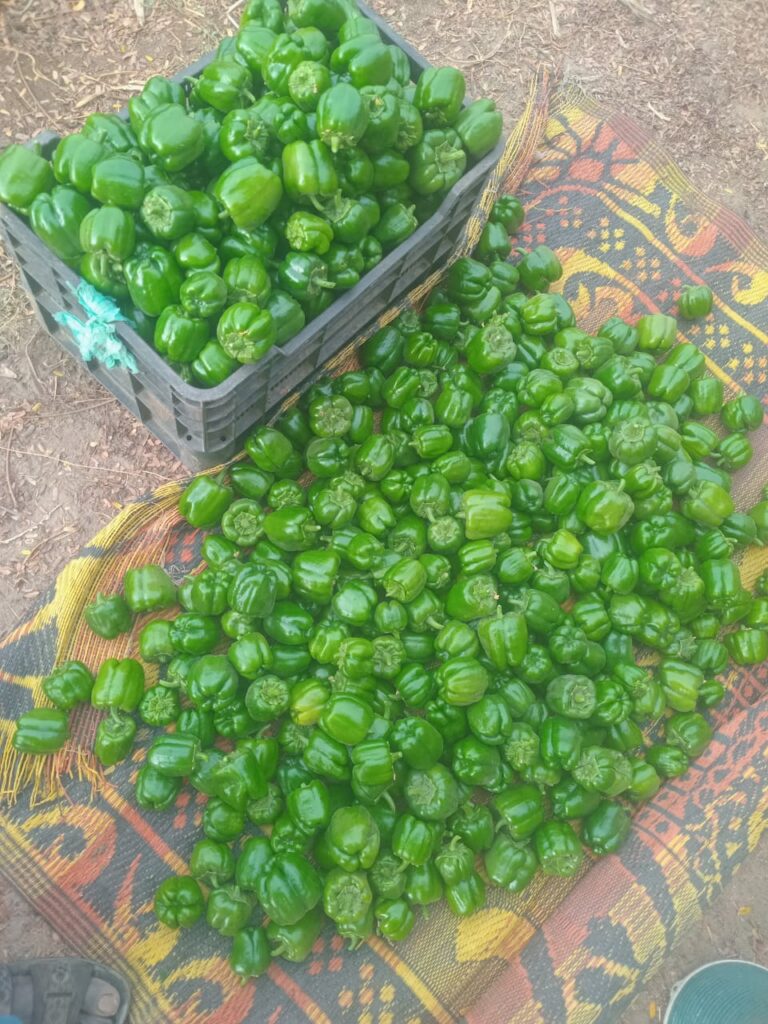 img waarwi agro 05