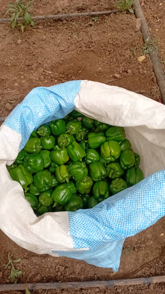 img waarwi agro 06